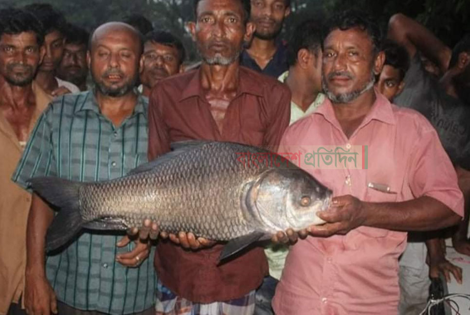 বড়শিতে আট কেজির কাতল ধরে পুরস্কার মিললো দুই লাখ টাকা!