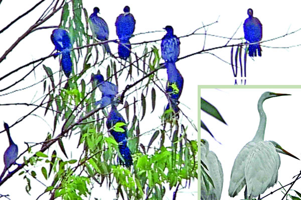 পাখিরাই বদলে দিয়েছে গ্রামের নাম

