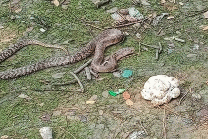 ২৭টি ডিমসহ বিষধর সাপ উদ্ধার 