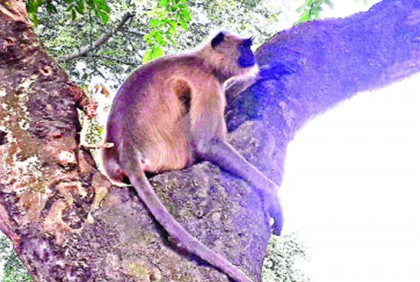 লোকালয়ে এসে বিপাকে হনুমান