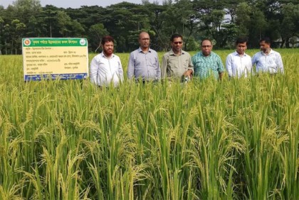 নোয়াখালীতে কৃষি কর্মকর্তাদের সাথে ডিজির আলোচনা সভা ও মাঠ পরিদর্শন 