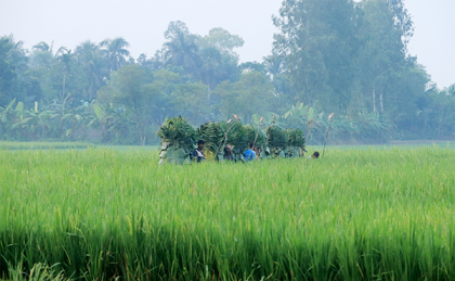 বক দিয়ে বক শিকার! 