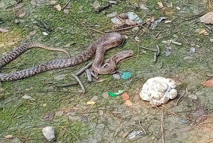 ডিম-বাচ্চাসহ উদ্ধার গোখরাকে জঙ্গলে অবমুক্ত