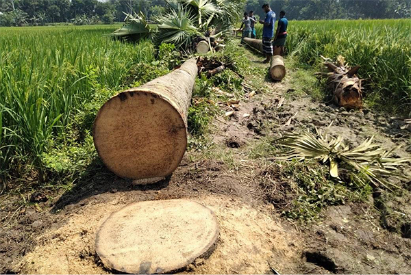ফরিদপুরে ইউপি চেয়ারম্যানের বিরুদ্ধে সরকারি হালটের গাছ কাটার অভিযোগ