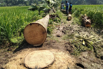ফরিদপুরে ইউপি চেয়ারম্যানের বিরুদ্ধে সরকারি হালটের গাছ কাটার অভিযোগ