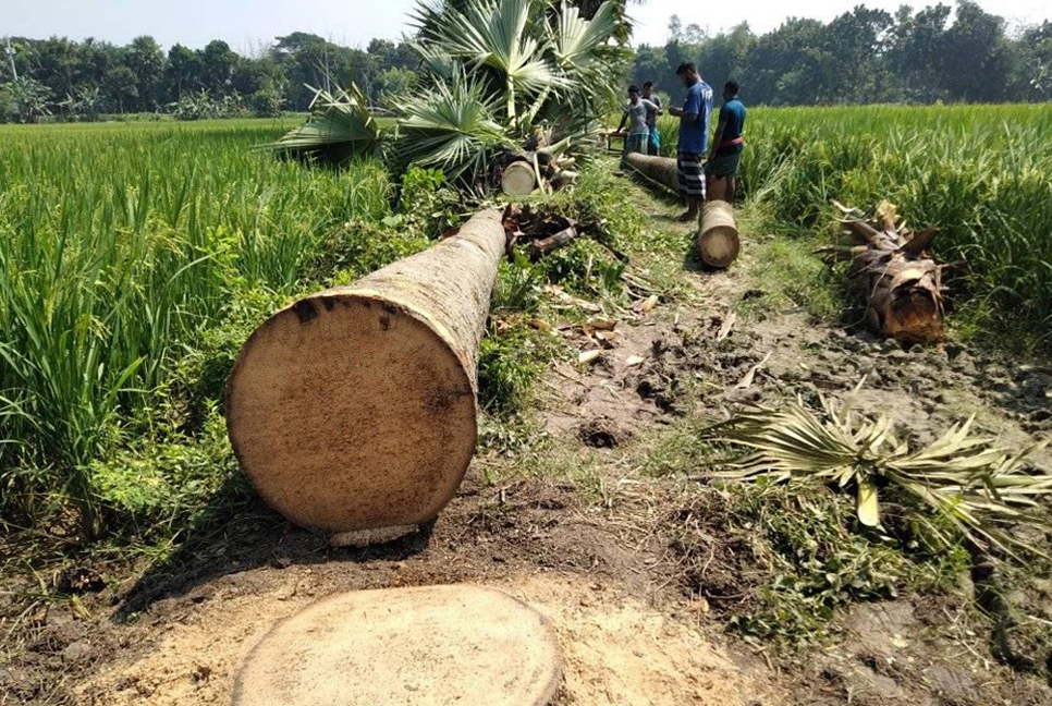 সরকারি গাছ কাটায় ইউপি চেয়ারম্যানের ছেলের জরিমানা