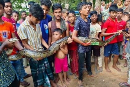 লোকালয়ে অজগর, অতঃপর...