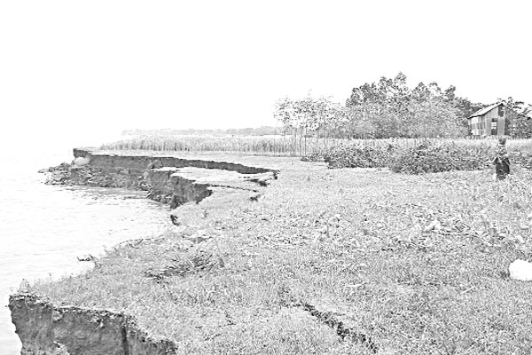 ভাঙনে দিশাহারা পদ্মা পাড়ের মানুষ