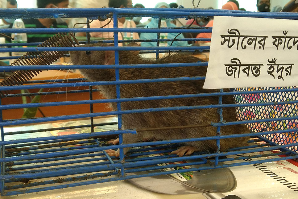 জাতীয় ইঁদুর নিধন অভিযান