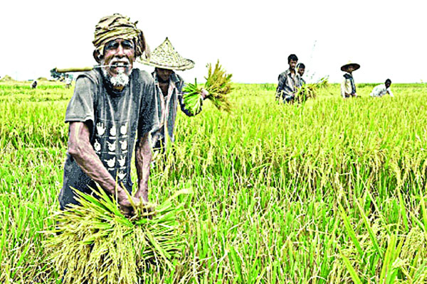 খাদ্য উৎপাদনের সঙ্গে পাল্লা দিয়ে বাড়ছে দাম