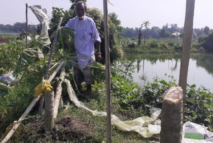 গাছের সাথে এ কেমন শত্রুতা!
