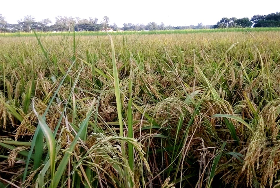 আদমদীঘিতে আমন ধানের বাম্পার ফলনের সম্ভাবনা