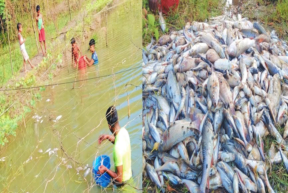 মাছের সঙ্গে এ কেমন শত্রুতা !