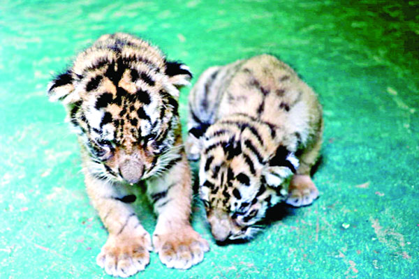 চট্টগ্রাম চিড়িয়াখানায় আরও দুটি বাঘের ছানা