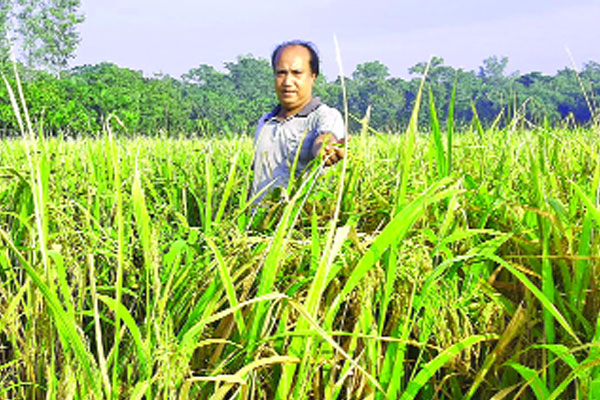 ফাতেমা জাতের ধানে বিঘায় ফলন ৫০ মণ