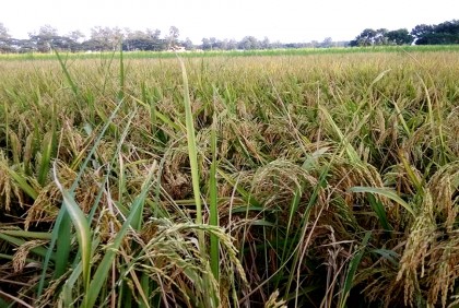 আদমদীঘিতে আমন ধানের বাম্পার ফলনের সম্ভাবনা