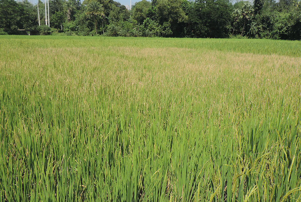 ভালুকায় ধান ক্ষেতে পোকার আক্রমণ; দিশেহারা কৃষক