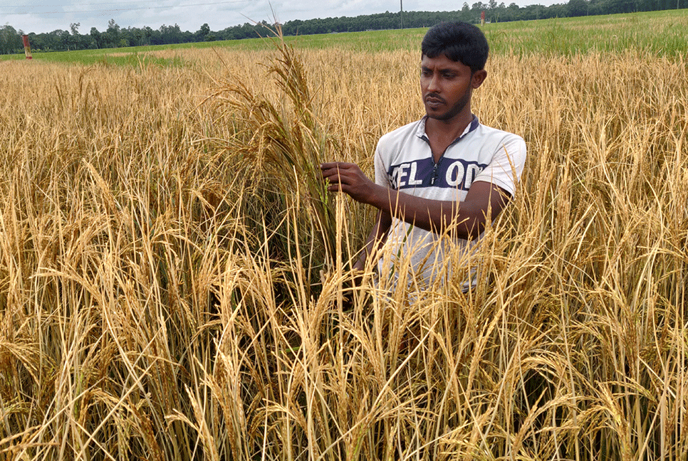 কৃষকের আমন ধান পুড়িয়ে দিয়েছে দুর্বৃত্তরা