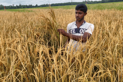 কৃষকের আমন ধান পুড়িয়ে দিয়েছে দুর্বৃত্তরা