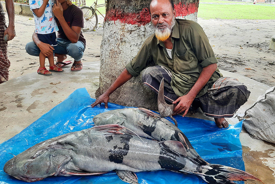সিংড়ায় ধরা পড়ল দুইটি বাঘাইড়