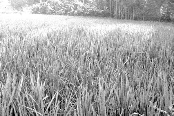 পোকার আক্রমণে দিশাহারা