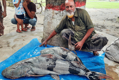সিংড়ায় ধরা পড়ল দুইটি বাঘাইড়