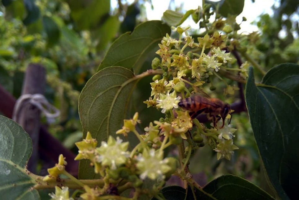 সম্ভাবনাময় বরই বাগানে মধু আহরণ