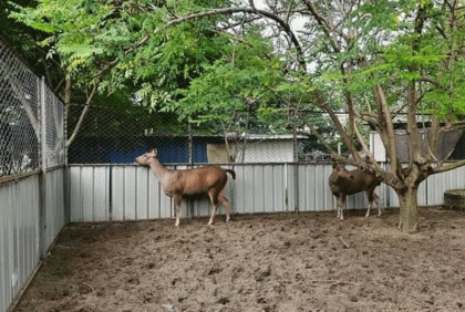 সঙ্গী পেল সাফারি পার্কের সাম্বার হরিণ