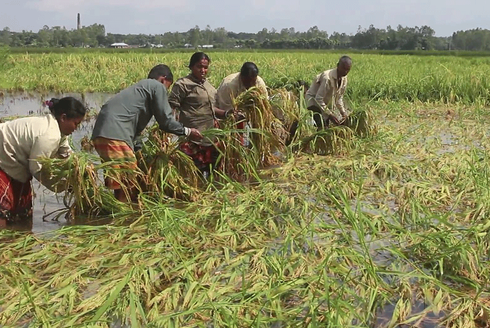 টানা বৃষ্টিতে ক্ষতির মুখে ঠাকুরগাঁওয়ের কৃষক 
