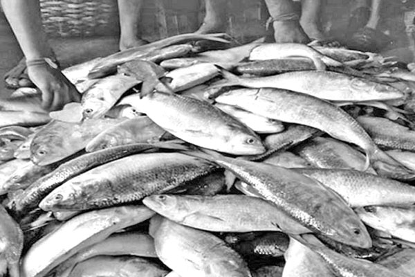 চাঁদপুরে থেমে নেই মা ইলিশ শিকার