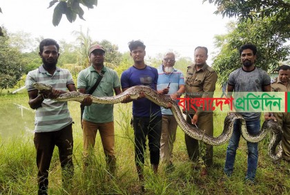 সুন্দরবনের ২০ ফুট লম্বা অজগর লোকালয় থেকে উদ্ধার