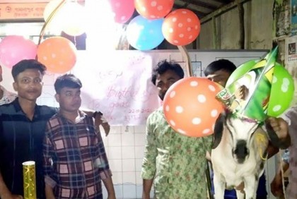 কেক কেটে ছাগলের জন্মদিন উদযাপন
