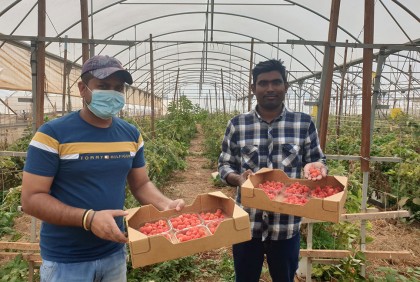 পর্তুগালের কৃষি খাতে বাংলাদেশি