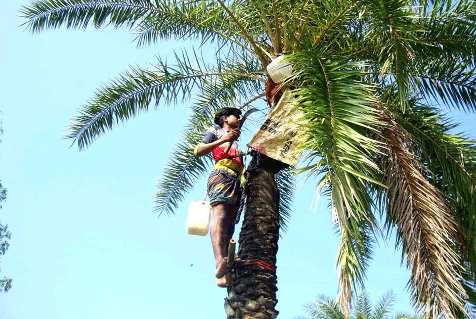 নওগাঁয় খেজুর রস সংগ্রহে ব্যস্ত গাছিরা