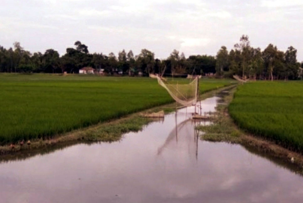 হারিয়ে যাচ্ছে দেশীয় প্রজাতির মাছ