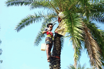 নওগাঁয় খেজুর রস সংগ্রহে ব্যস্ত গাছিরা