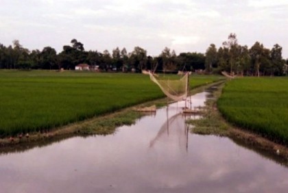 হারিয়ে যাচ্ছে দেশীয় প্রজাতির মাছ