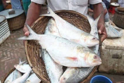 মধ্যরাত থেকে ইলিশ আহরণে নামছেন জেলেরা