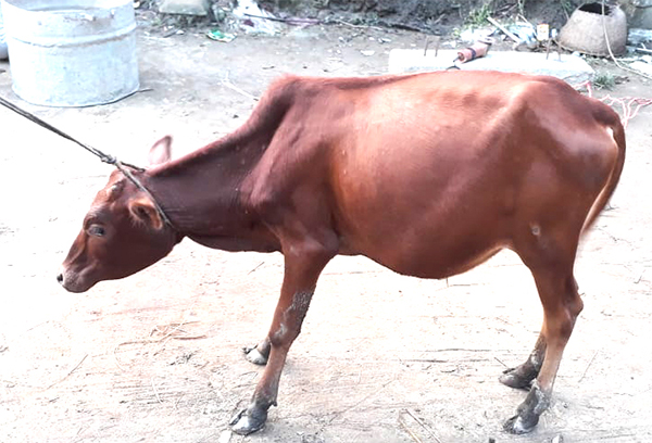 চোরাই গরু উদ্ধার করে বিপাকে পুলিশ