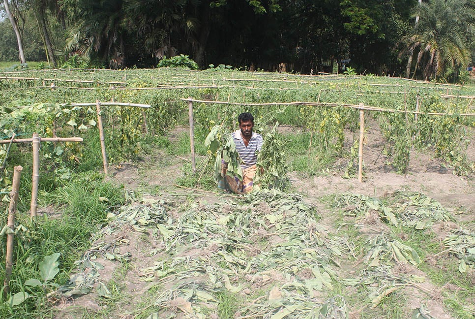 করলা গাছের সাথে এ কেমন শত্রুতা!