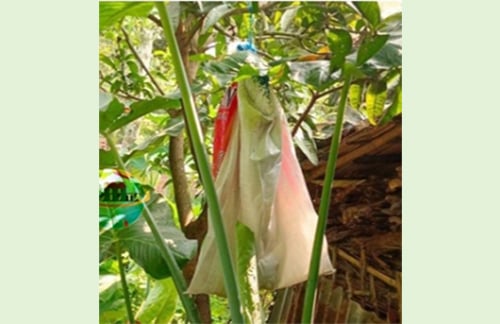 বেনাপোলে বিষাক্ত বিষধর রাসেল ভাইপার সাপ জব্দ
