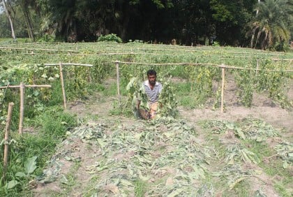 করলা গাছের সাথে এ কেমন শত্রুতা!
