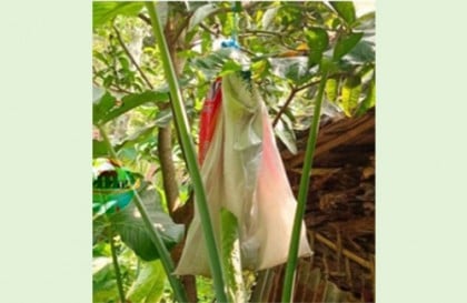 বেনাপোলে বিষাক্ত বিষধর রাসেল ভাইপার সাপ জব্দ
