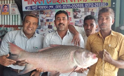 পদ্মায় জেলের জালে ১৬ কেজির কাতল