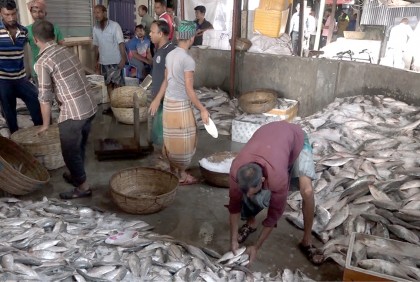 নিষেধাজ্ঞা শেষে বরিশালের মোকামে প্রচুর ইলিশ