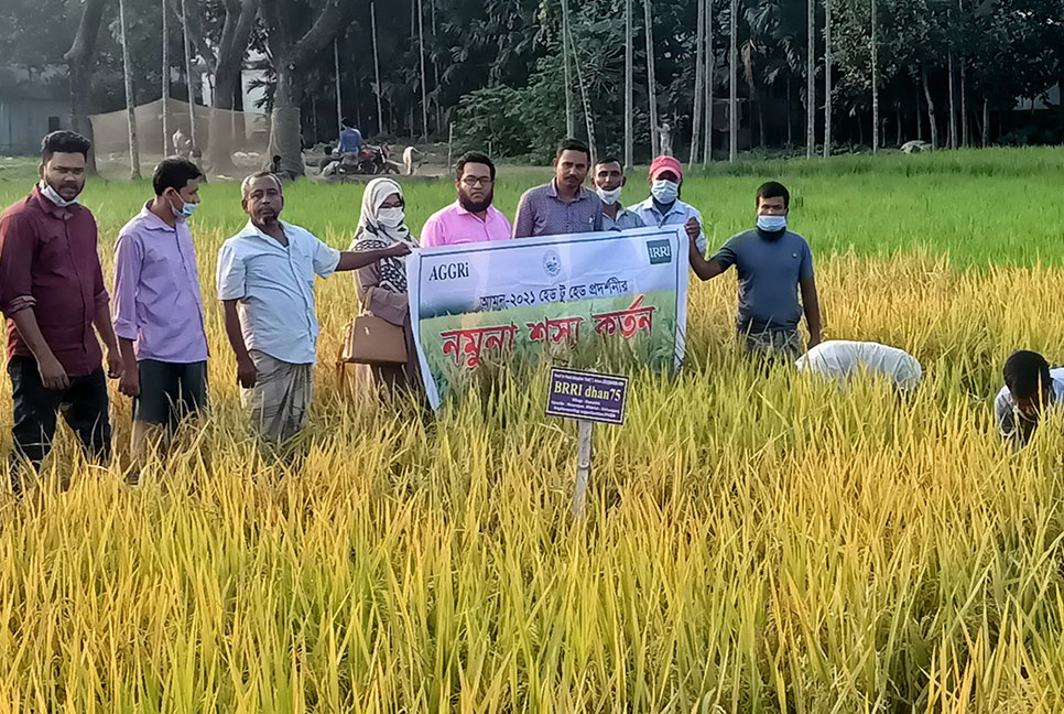 কিশোরগঞ্জের হোসেনপুরে স্বল্পমেয়াদি আমন ধান কর্তন