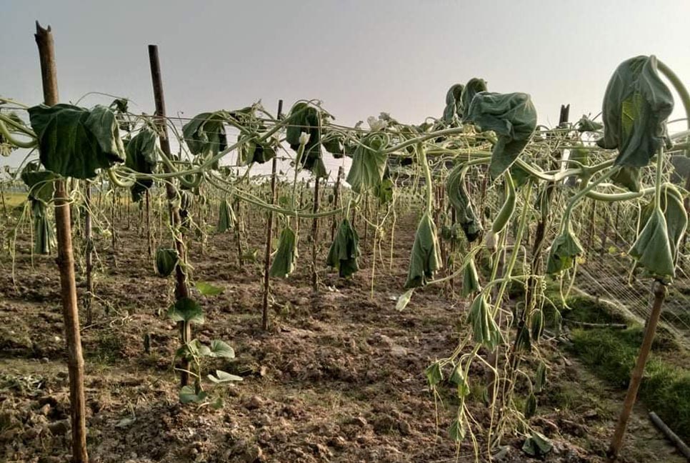 ১৭’শ লাউ গাছের গোড়া কাটল দুর্বৃত্তরা
