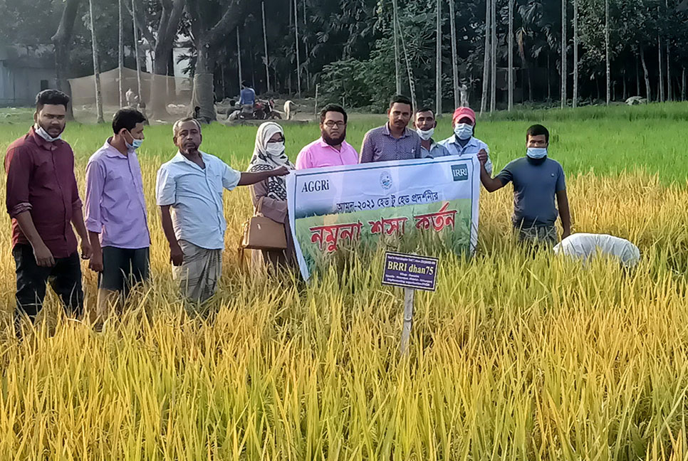 হোসেনপুরে স্বল্প মেয়াদী আমন ধান কর্তন