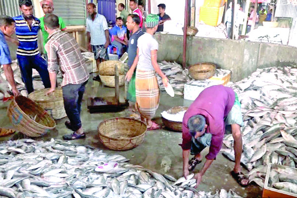 ইলিশে সয়লাব বরিশাল