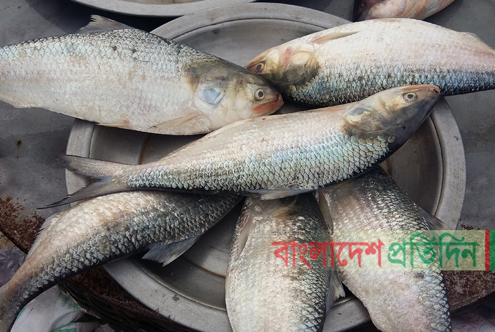 নিষেধাজ্ঞার পর ইলিশে সয়লাব মৎস্য আড়ত